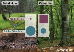20 Tutulan CO2 – Bataklık ve Orman